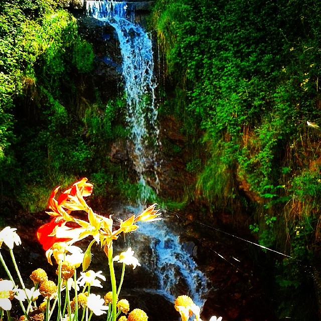 #waterfall#nature#travel#water#mountain#montagna#cascata#valsaviore#vallecamonica #italia#italy#green#red#flowers#fiori