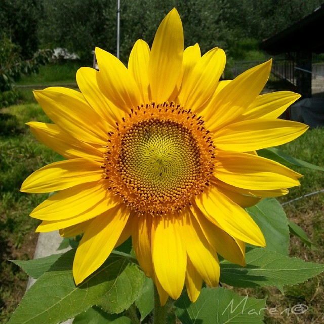 #sunflower #flowers #fiori #blumen #Zorzino #lagodiseo #altosebino #vallecamonica #ig_lombardia #ig_worldclub #ig_flowers #iseofinestre #nature #green #picoftheday #picoftheweek #closeup #mygarden #colors #farbe #nature_captures #nofilter #samsung #galaxy #noteII #notaphotografer #atmosphere #paciola #love_shotz