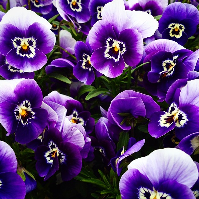 #flowers #pontedilegno #valcamonica