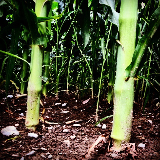 #mais #green #vallecamonica #vallecamonica #bio