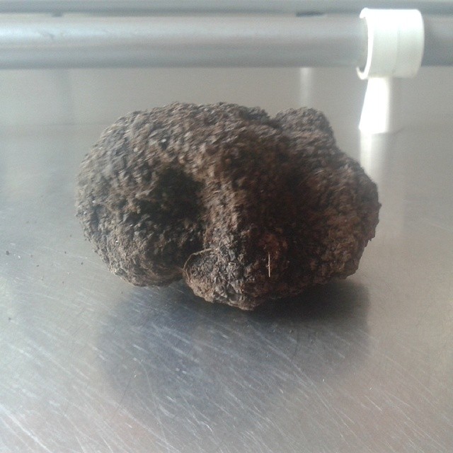 #tartufo #nero #scorzone #ValleCamonica #120grammi #Lagotto #Lucio ;)