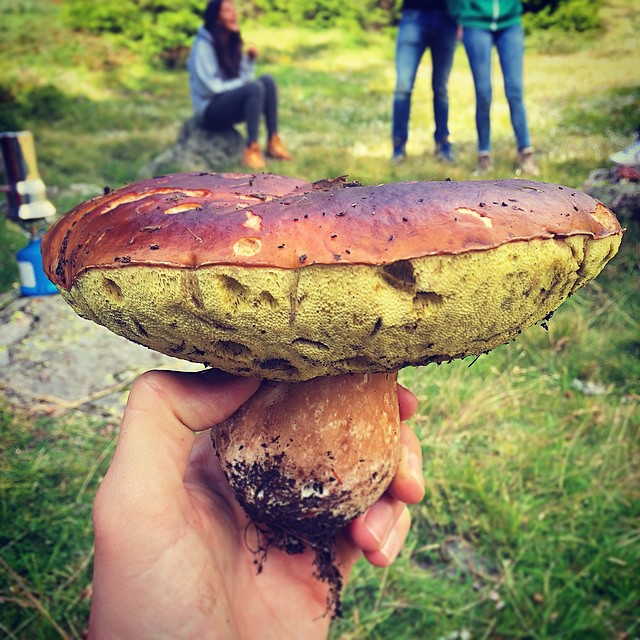 #fungo #piccolo #montagna #mushroom #valcamonica @_auroramanera il tuo funghetto allucinogeno 🍄😷