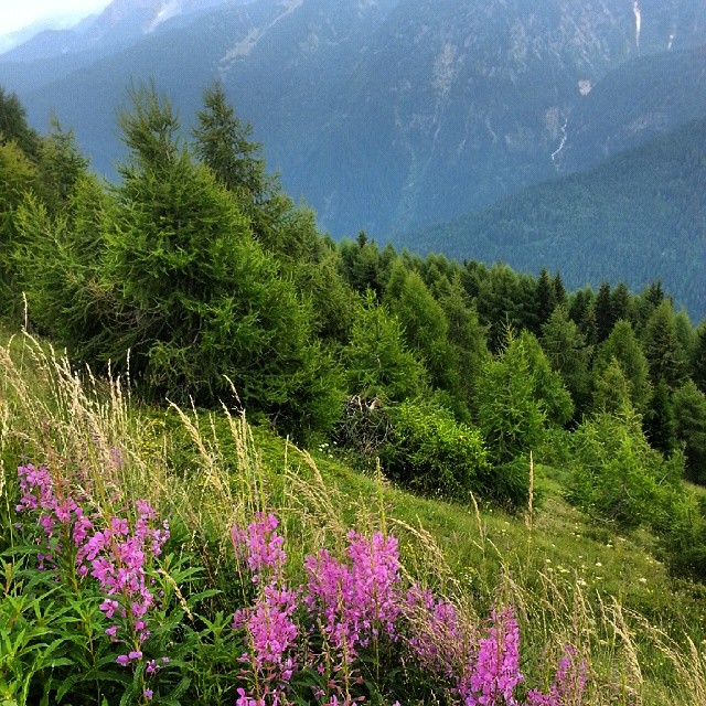 #pontedilegno #valcamonica #PassodelTonale #italiamoremio #appbrescia #gf_italy #global_igers #Iseofinestre #Ig_passioneitaliana #nature #mycapture #icu_nature #capturetoday #photooftheday #ig_campania #igfriends_trentino #instaitaly_picture #insta_lombardia #panoragram #igfriends_lombardia #nofilter #mybest_shot #Alpi #mountain