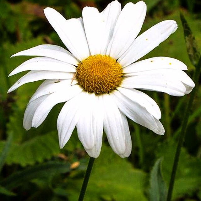 M’ama o non m’ama? … Chissà quante volte sarà transitato nella tua mente questo interrogativo… -MyPicture- #canon #eos #1100d #flower #margherite #italia #italy #vallecamonica #breno #brescia #insta #italiapm #ig_brescia #iseofinestre #picoftheday #picoftheweek #summer #sky #rain #happiness #rosenere #avanti #cosi #reflex #55250 #efs