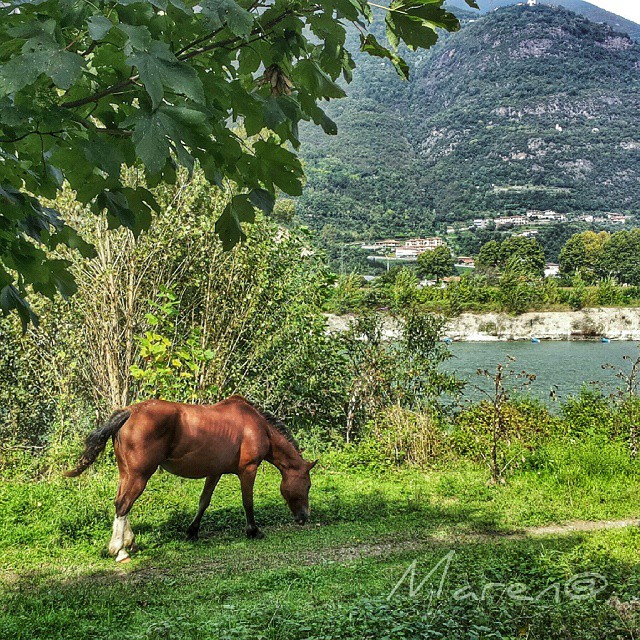#rogno #horse #ciclabile #vallecamonica #igersbergamo #vivobergamo #vivobrescia #vivo_italia #vivodelmese1014 #wonderfulexpo2015 #eurpe_italy #loves_italia #loves_village #great_captures_italia #iseofinestre #notaphotographer #passion #tv_hdr #mobile_hdr #worldwide_shots #ig_worldclub #luvmypics #samsung #galaxy #noteII