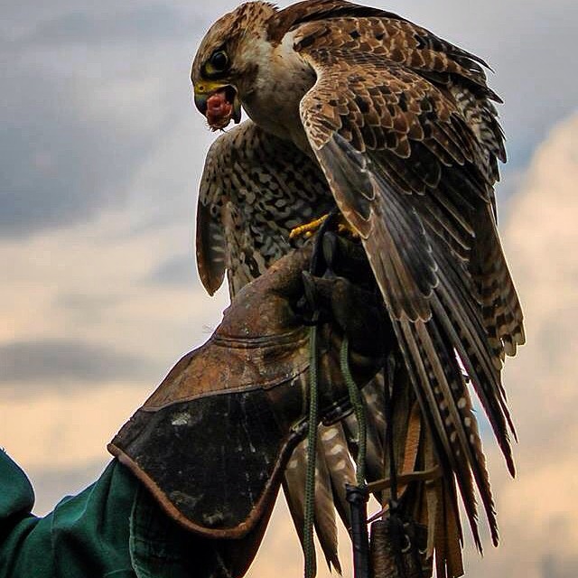 Spettacolo di falconeria For #festivalborghi @festivalborghi !👍 -MyPicture- #canon #eos #1100D #55250 #ShareYourParadise #igers #insta #italiamp #italia #italy #vallecamonica #igersitalia #igerslombardia #vivobergamo #vivobrescia #nature #animal #birdofprey #raptor #animalsofinstagram #nature #tagstagramers #falconry #LOVES_ITALIA #lovere