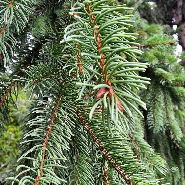 #pine #tree #closeup #green #nature #colors #luvmypics #samsung #galaxy #noteII #vivo_bergamo #vivo_brescia #vivo_italia #vivodelmese1014 #ig_worldclub #iseofinestre #notaphotographer #passion #nofilter #truecolor #exercises #princely_shotz #picoftheday #picoftheweek #vallecamonica #igersbergamo
