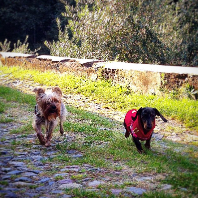 #giselle#musa#bassotto#yorkshire#giro#gianico#madonnina#santuario#vallecamonica