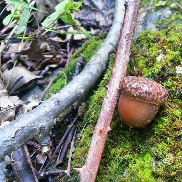 I’ve found the nut….now waiting 4 Scrat!!! #gonenutty #scrat #nut #woods #closeup #colors #samsung #galaxy #noteII #vivobergamo #vivodelmese1014 #vivo_italia #wonderfulexpo2015 #eurpe_italy #loves_italia #loves_village #great_captures_italia #vallecamonica #igersbergamo #igfriends_italy #altosebino #iseofinestre #notaphotographer #passion