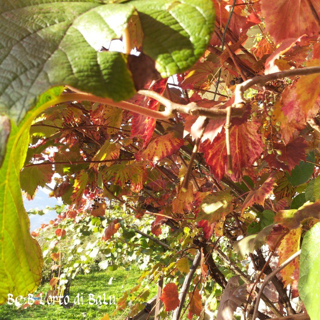 Autumn at our Bed and Breakfast by www.ortodibalu.it #vallecamonica #camonicavalley #Bienno #ortodibalu #organicgarden #organic #biologico #autumn #fall #autunno #bestnatureshot #expo2015 #lombardy #ortodibalu #bedandbreakfast #bns_nature #bns_europe #bns_garden #bns_italy