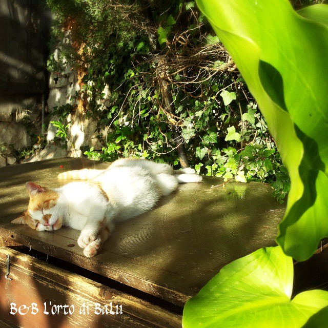 And now… relax! #cats_in_nature #vallecamonica #bns_cats #pets #cat #gatto #Bienno #relax #ortodibalu