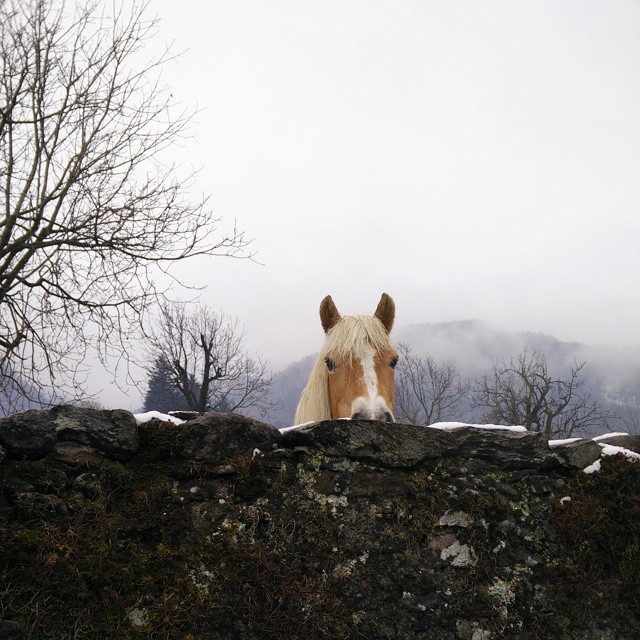 Che minchia guaddi 😂😂 #cavallo#fucine#passeggiata#prati#montagne#nebbia#vallecamonica#brescia