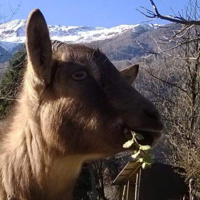 #capra #mascotte #animalispeciali #capraEasino #amore #addio #CiMancherai #nostalgia #selleAlpine #malonno #valleCamonica #stramba #amica #crazy #happy