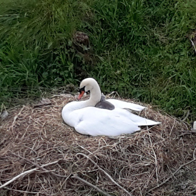 Eleganza e tenerezza assoluta #vallecamonica #cigno #itbscontest #expo2015 #eleganza #tenerezza