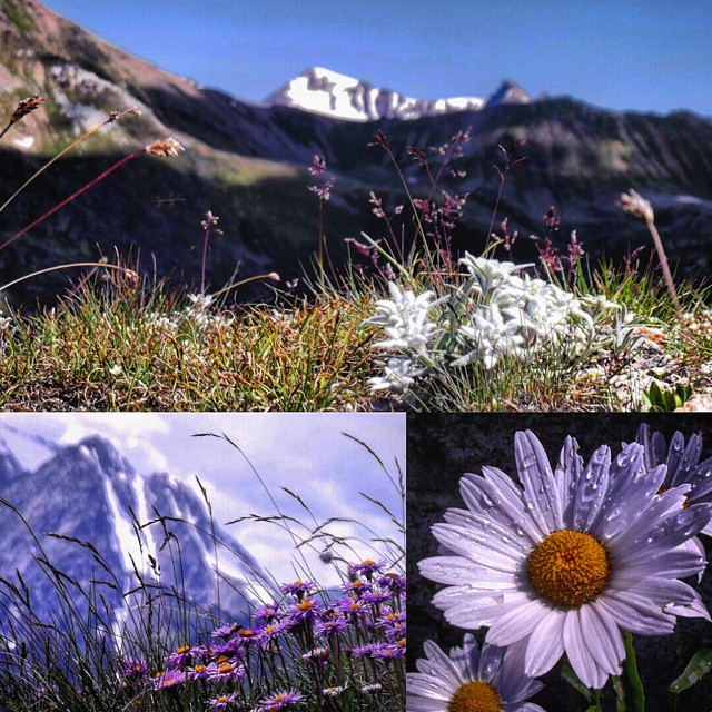 La montagna mi ha insegnato a non barare, a essere onesto con me stesso e con quello che facevo ~Walter Bonatti~