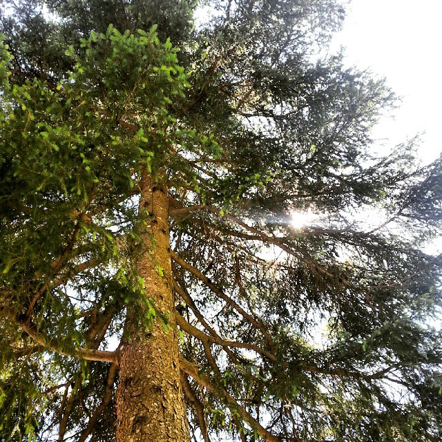 #pagher #ombra #vallecamonica #camunia
