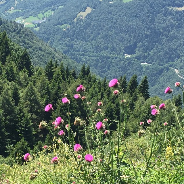 Domenica montanara after a long time ❤️ #nofilter #mountains #valcamonica #concarena #amazing #flowers #summer #break