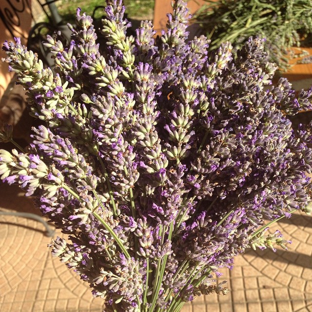 #lavandadellaconcarena #lavanda #ValleCamonica #Capodiponte #vitadicampagna #estate #biodiversità #valledeisegni