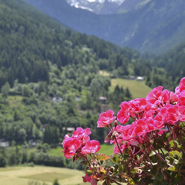 Un giorno di sole.. fuori #summer #vezzadoglio #igers_lombardia #vallecamonica #italy #nature #flowers #beautiful #view #instanature #light #photooftheday #mountain #weather #day #mountains #sun #nofilter #green #peace #perspective