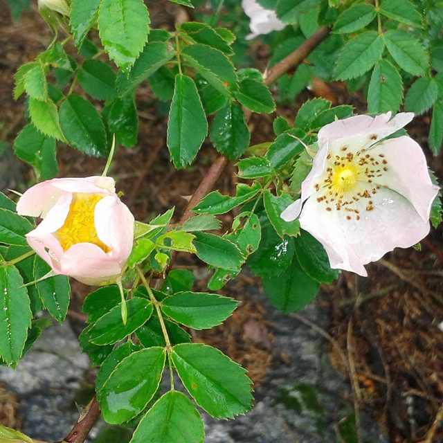 #rosacanina #savioredelladamello #valsaviore #valcamonica #vallecamonica #fiorirosa #flowers #nature #nofilter #summer #summertime #follow #followme #pocoftheday