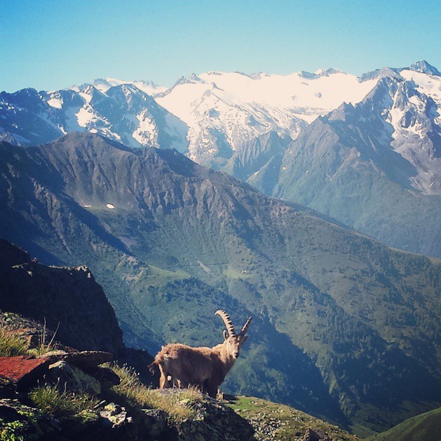 #valcamonica #stambecco #domenica #gita #montagna