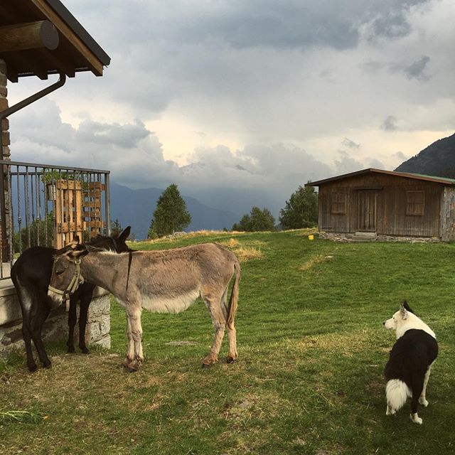 Iago and the brand new friends: Olga&Rina. #iphonology #casatamblù #vallecamonica