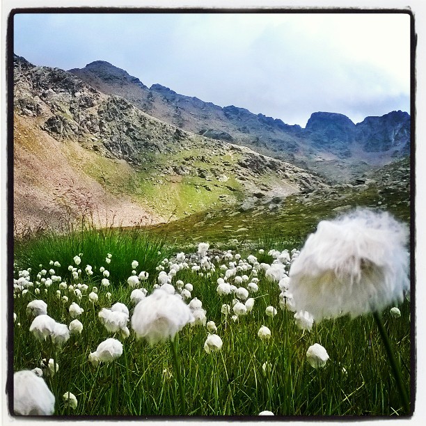 #laghi#Ercavallo#fiori#cotone#case di viso#Vallecamonica#spettacolo#valledeisegni#Brescia#Lombardia#