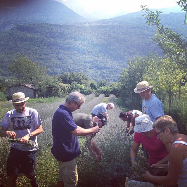 Finalmente si raccoglie!!! #Capodiponte #lavanda #ValleCamonica #lavandadellaconcarena #raccolta #festa