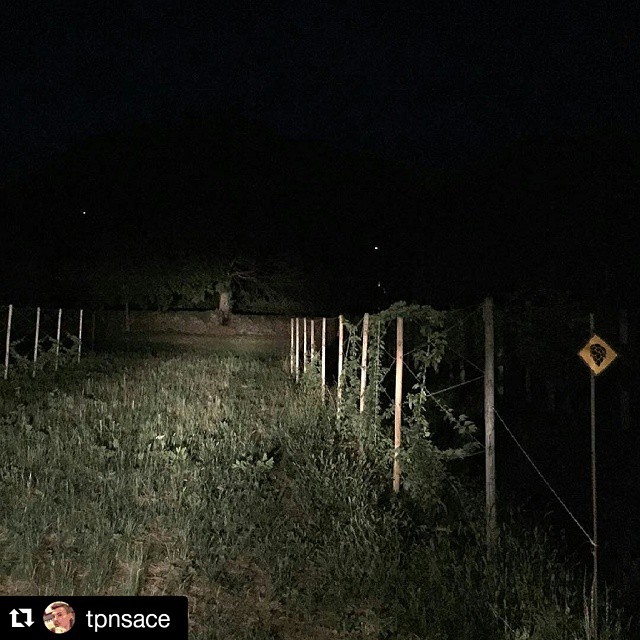 #Repost @tpnsace with @repostapp ・・・ Luppolo by night #night #sete #caldo #arido #goloidi #100happyalcool #100happyluppolo #luppolo #homebrew #hop #hopplant #chmiel #roertì #cultiasciùderoertì #roertìna #laroertìna #luppoleto #luppoletocamuno #luppoletobiennese #birra #beer #beerporn #valcamonica #vallecamonica #camonicavalley #bienno #buennum #growinghops #growinghopsincamonicavalley