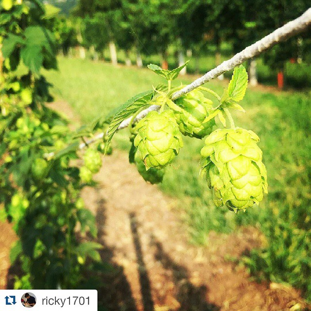 #Repost @ricky1701 with @repostapp ・・・ #luppolo everywhere…#luppoletocamuno #100happyalcool #bienno #brescia #valcamonica #camunerie #beer #bio #coni #famola @luppoletocamuno