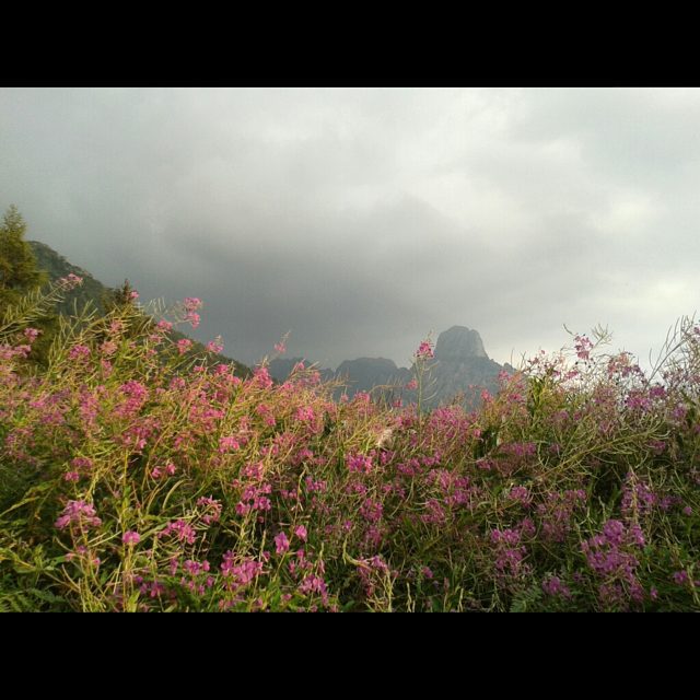 #pizzobadile#vallecamonica #parcoadamello #epilobiumangustifolium