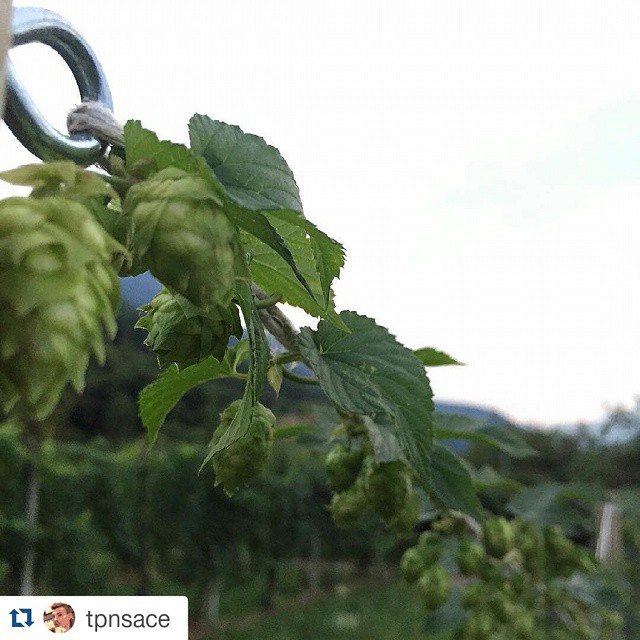 #Repost @tpnsace with @repostapp ・・・ Trasformazione… Il luppolo luppola! Auuuu! 🔝💪🏻😎🙀 #increscita #illuppololuppola #nofilter #goloidi #100happyalcool #100happyluppolo #luppolo #homebrew #hop #hopplant #chmiel #roertì #cultiasciùderoertì #vivibrescia #madeinitaly #luppoleto #luppoletocamuno #luppoletobiennese #birra #beer #beerporn #valcamonica #vallecamonica #camonicavalley #bienno #buennum #growinghops #growinghopsincamonicavalley