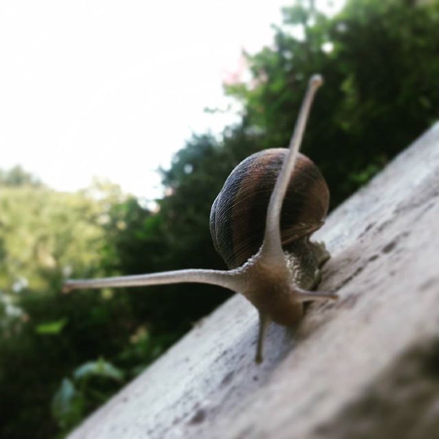 #instavalle #vallecamonica anche nel proprio giardino incontri ravvicinati del mattino…non svegliare la #chiocciola che dorme