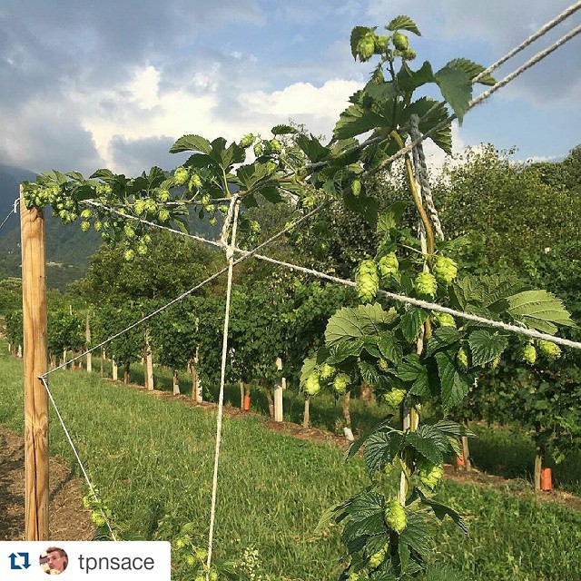 #Repost @tpnsace with @repostapp ・・・ More Hops = More Hope 🔜 🍺 #morehopsmorehope #nofilter #goloidi #100happyalcool #100happyluppolo #luppolo #homebrew #hop #hopplant #chmiel #roertì #cultiasciùderoertì #roertìna #laroertìna #luppoleto #luppoletocamuno #luppoletobiennese #birra #beer #beerporn #valcamonica #vallecamonica #camonicavalley #bienno #buennum #growinghops #growinghopsincamonicavalley #growinghopscamonicavalley #vivibrescia