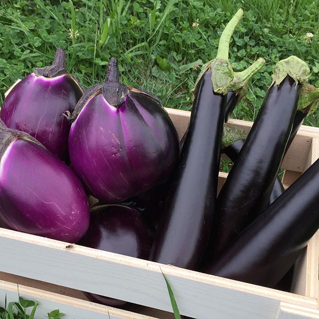 appena colte #terradivallecamonica #melanzane #vallecamonica #ilmegliodellaterra