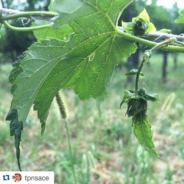 #Repost @tpnsace with @repostapp ・・・ Cono bagnato, cono fortunato ☁️💦☔️🌔 #fuoripiove #finalmentepiove #pd #fdm #100happyalcool #100happyluppolo #luppolo #homebrew #hop #hopplant #chmiel #roertì #cultiasciùderoertì #roertìna #laroertìna #luppoleto #luppoletocamuno #luppoletobiennese #birra #beer #beerporn #valcamonica #vallecamonica #camonicavalley #bienno #buennum #growinghops #growinghopsincamonicavalley #growinghopscamonicavalley