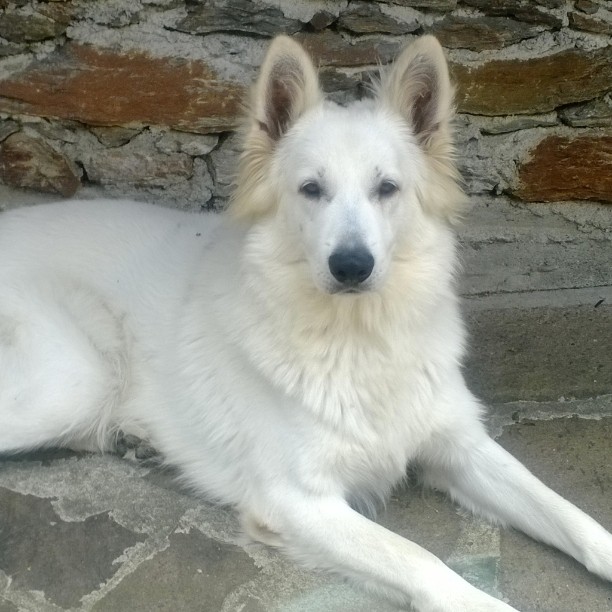 #pastoresvizzero #pastoresvizzerobianco #estate2015 #Valcamonica #Brescia
