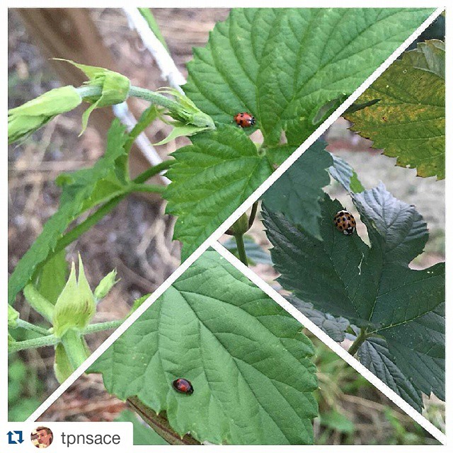 #Repost @tpnsace with @repostapp ・・・ Che la fortuna sia con il nostro luppolo! Coccinelle, coccinelle ovunque…🍀🐞🐞🐞☀️ Tre coccinelle vanno in città bzzz Truccate belle fanno bzzz bzzz #coccinelle #coccinellesulluppolo #ladybugs #ladybug #ladybugonhops #goloidi #100happyalcool #100happyluppolo #luppolo #homebrew #hop #hopplant #roertì #cultiasciùderoertì #roertìna #laroertìna #luppoleto #luppoletocamuno #luppoletobiennese #birra #beer #beerporn #valcamonica #vallecamonica #camonicavalley #bienno #buennum #growinghops #growinghopsincamonicavalley