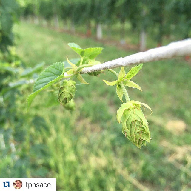 #Repost @tpnsace with @repostapp ・・・ Coni di Northern Brewer 😋 #NorthernBrewer #goloidi #nofilter #100happyalcool #100happyluppolo #luppolo #homebrew #hop #hopplant #chmiel #roertì #cultiasciùderoertì #roertìna #laroertìna #luppoleto #luppoletocamuno #luppoletobiennese #birra #beer #beerporn #valcamonica #vallecamonica #camonicavalley #bienno #buennum #growinghops #growinghopsincamonicavalley #growinghopscamonicavalley