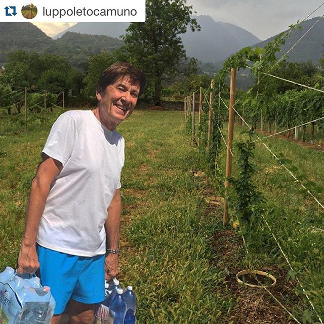 #Repost @luppoletocamuno with @repostapp. ・・・ 20 Luglio 2015 La siccità mette a dura prova la piantagione di luppolo Camuno, non c’è più acqua, ma per fortuna è arrivato @morandi_official a portare un consistente rifornimento di H2O. GRAZIE!!! Un abbraccio! Foto di Anna. #luppoletocamuno #luppolo #giannimorandi #siccità #hop #hops #hopplant #homebrew #birra #beer #beerporn #vallecamonica #valcamonica #camonicavalley #growinghopscamonicavalley #growinghops #cultiasciùderoertì #roertì #luppoletobiennese #birraartigianalebiennese #growinghopscamonicavalley #chmiel #100happyluppolo #100happyalcool