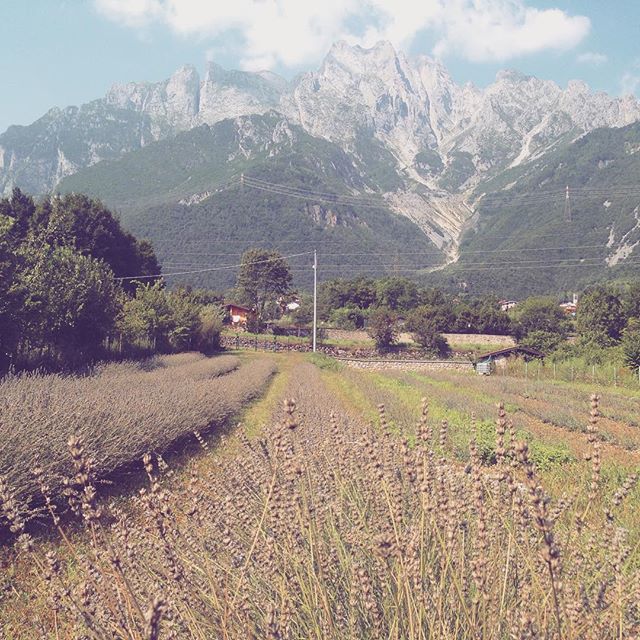 Buon giorno dalla #lavandadellaconcarena !! #ValleCamonica #valledeisegni #estate #lavanda #Capodiponte