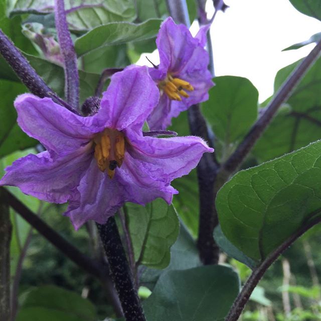 Fiori delle nostre melanzane #terradivallecamonica #melanzane #vallecamonica #ilmegliodellaterra