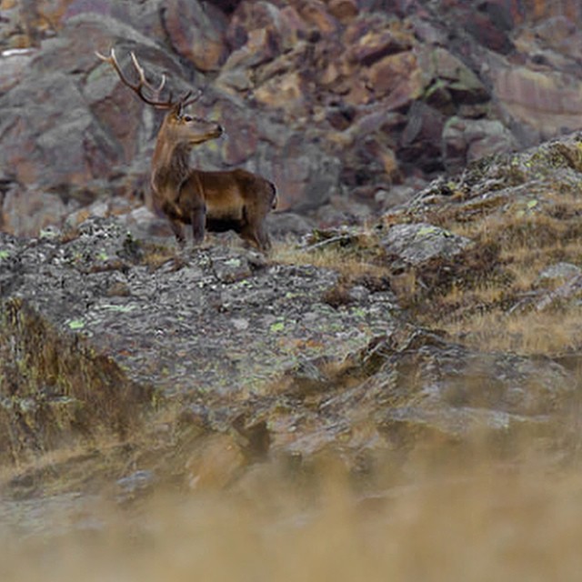 #deer #cervo #animal #wildlife #nature #natura #nationalgeographic #ngc #king #forest #italy #can_600d #canon #Stelvio #nationalpark #vallecamonica #igersbrescia #igersitalia #autumn