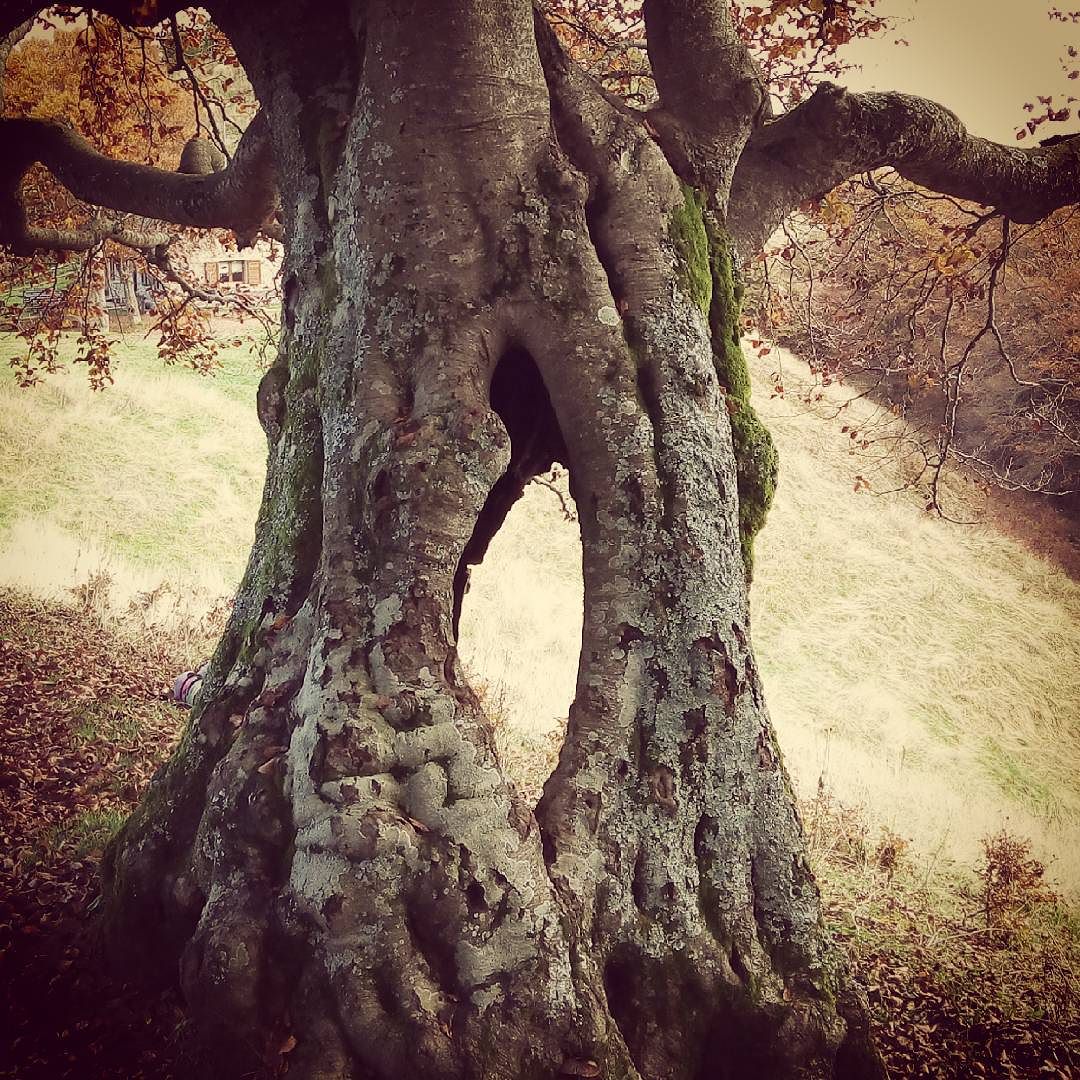 Mamma Faggio. #Brescia #valcamonica #Pisogne #passabocche #rifugio #medelet #trekking #escursionismo #autunno #truelove