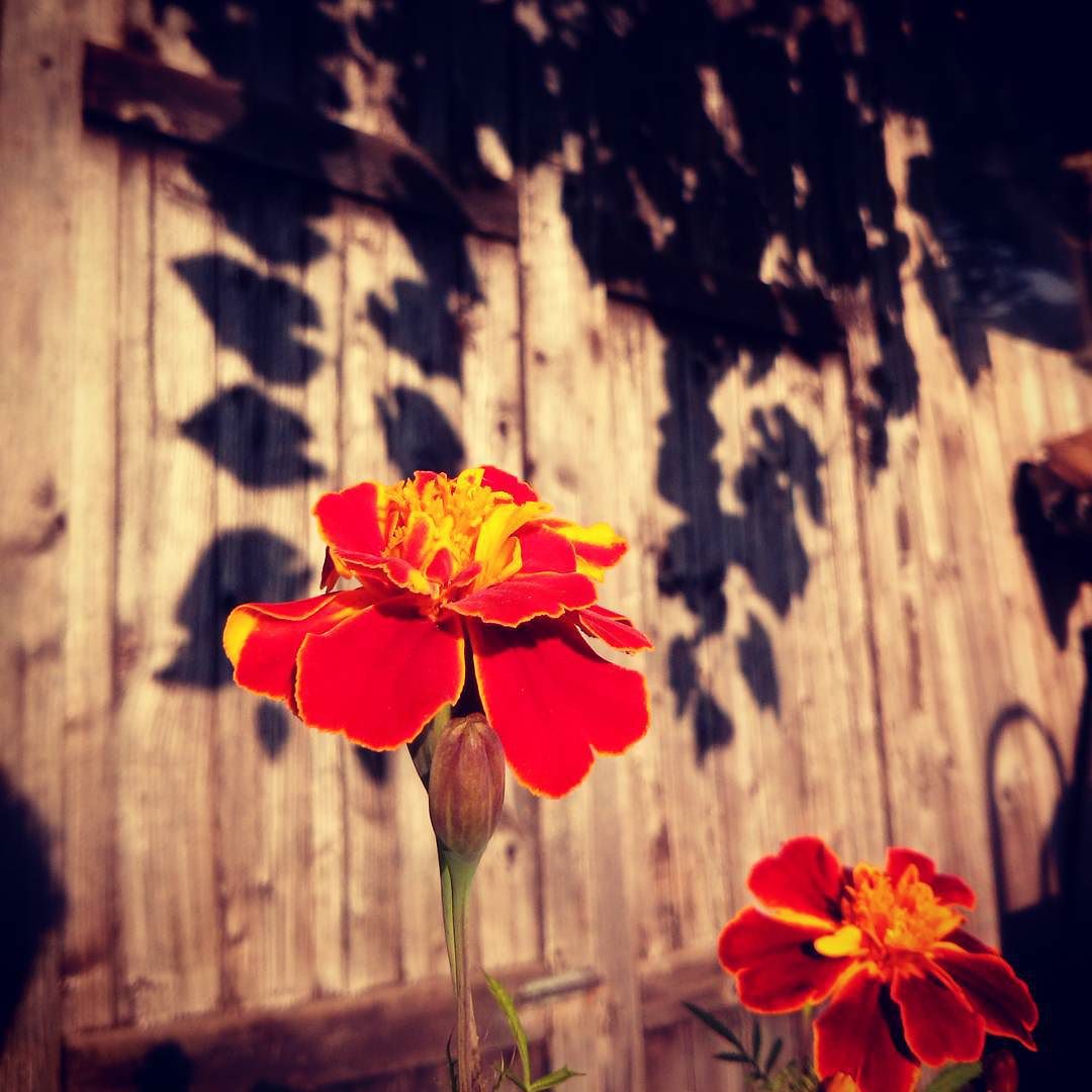 ombre e colori d’autunno #vallecamonica #valledeisegni #autumn #color #power #flowers #flowerpower #kiss