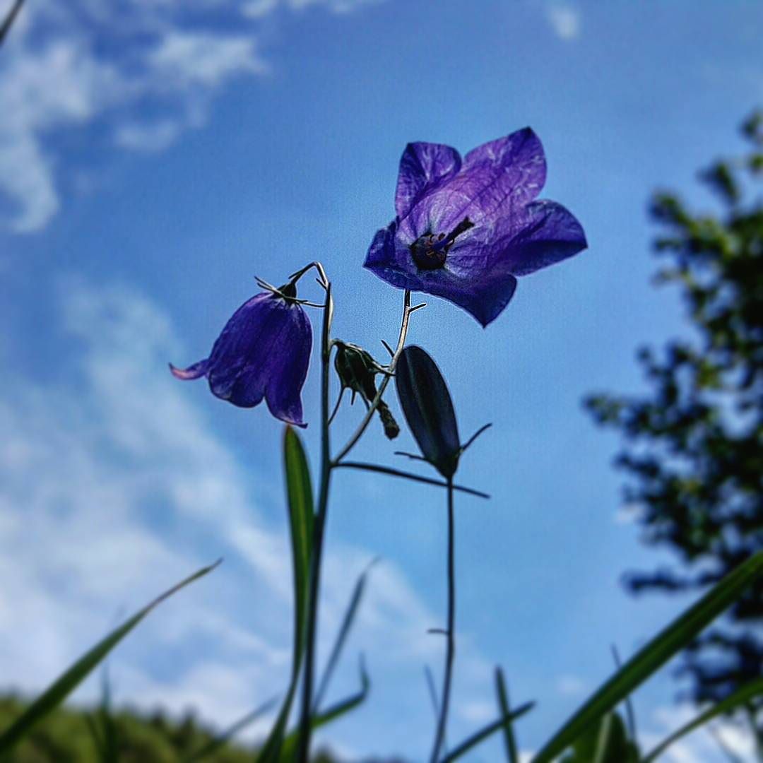 Non voglio vederti mai più….. #vivolombardia #vallecamonica #valledeisegni #natura #mountains #valgrande #loves_lombardia #vivoindoppio #vivo_natura #bestlombardiapics #ig_lombardia #volgobrescia #love_united_lombardia #loves_nature #colors #vivalavallecamonica #fioredimontagna #gf_italy #love_united_italia #italy_photolovers #total_italy #italia_super_pics #top_lombardia_photo #loves_united_nature #italia_super_pics