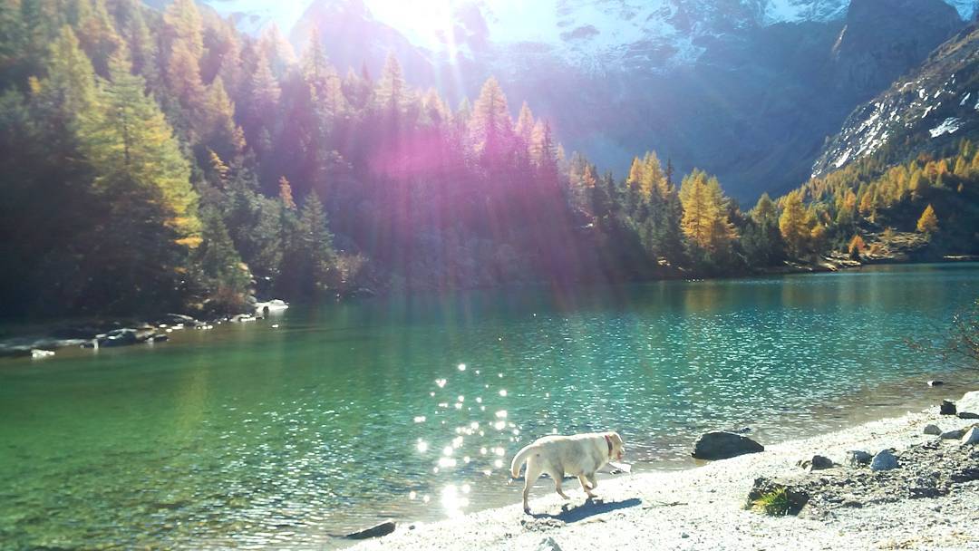 Lake life #vincentthelabrador #lakelife #labrador #lagoaviolo #mountain #vallecamonica #autumn #nofilter #fab_labs_ #wildnature #parcoadamello