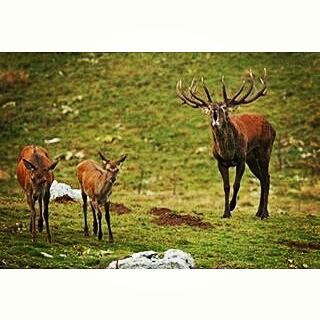 Il bramito dei cervi @Regrann from @guglielmo_baiguera #vallecamonica #valledeisegni #bramito #cervo #cervi #deer #deers #animals #wildlife #animali #wonderfulexpo2015 #itineraribrescia #natura #nature #toptags #nature #tagsta #tagsta_nature #instalife #dayshots #wild #tagstagramers #natgeohub #instanature #nature_shooters #fauna #animalsofinstagram #instanaturelover