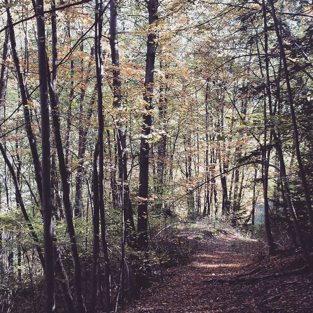 #autumn #autumnleaves #santicolo #vallecamonica #colors #october #wood #chestnut #love #nature