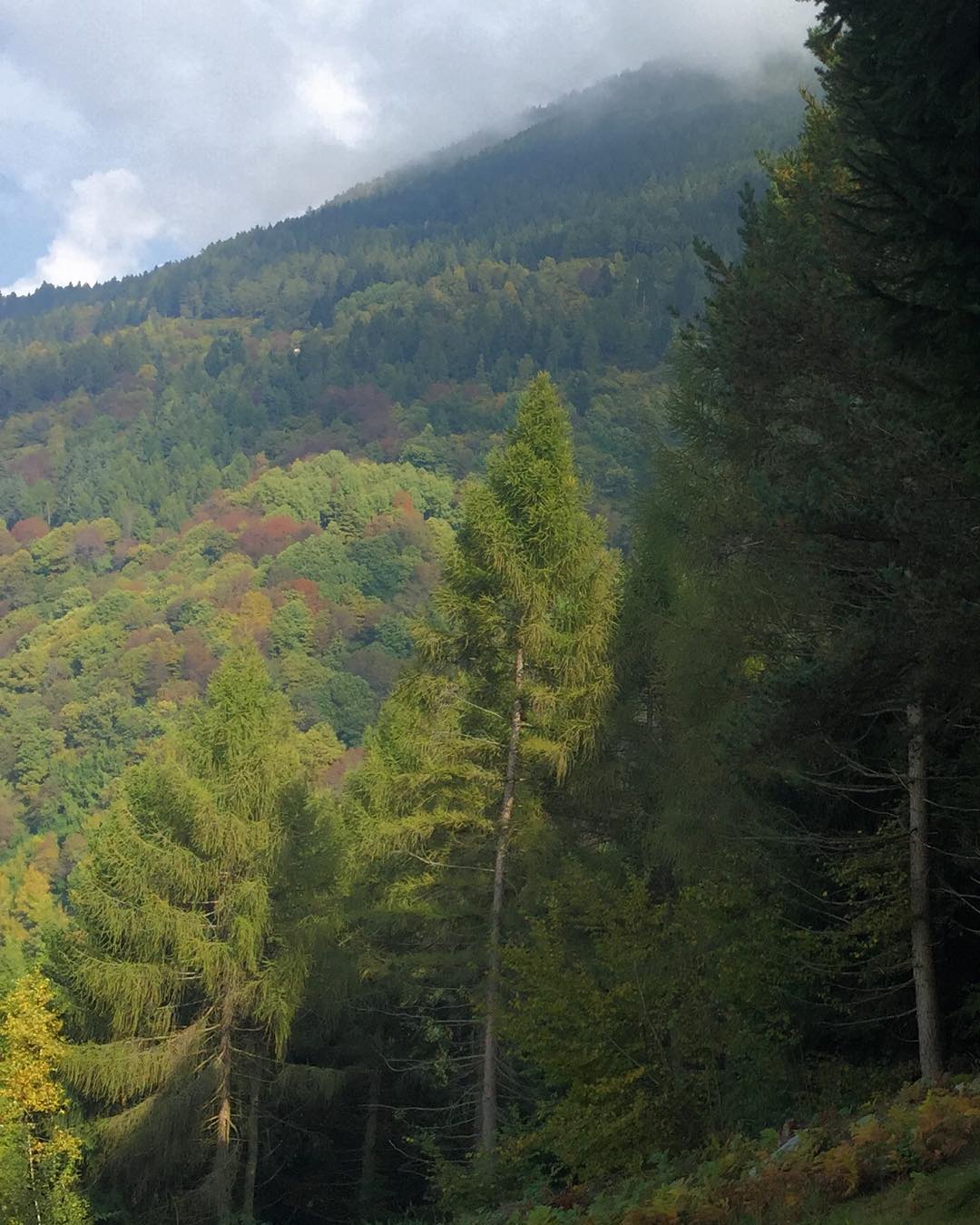 The leaves are just starting to change in Cimbergo. #bellaitalia #lombardia #italy #mountains #alps #nofilter #autumn #nature #october #vallecamonica